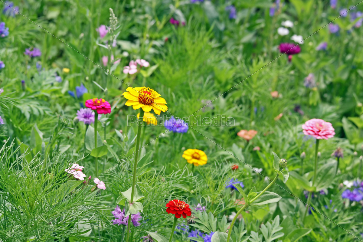 Bunte Blumenwiese Mit Zinnien In Gelb Und Rot Lizenzfreies Foto Bildagentur Panthermedia