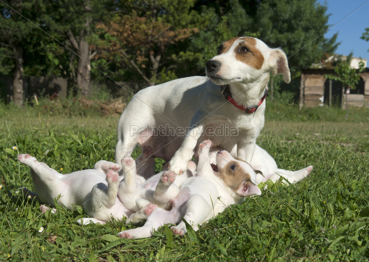 Familie jack russel terrier Stock Photo 9765122 Bildagentur
