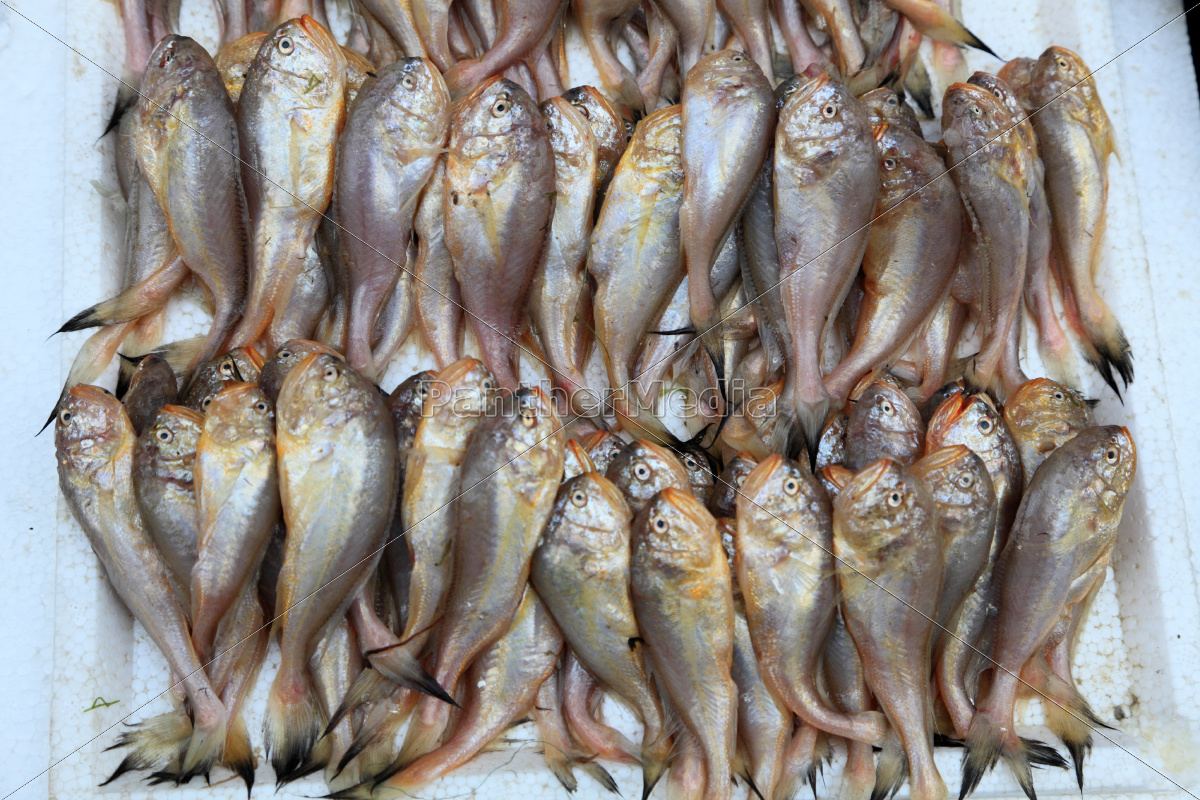 Fische Am Markt In Shanghai China Lizenzfreies Foto Bildagentur Panthermedia