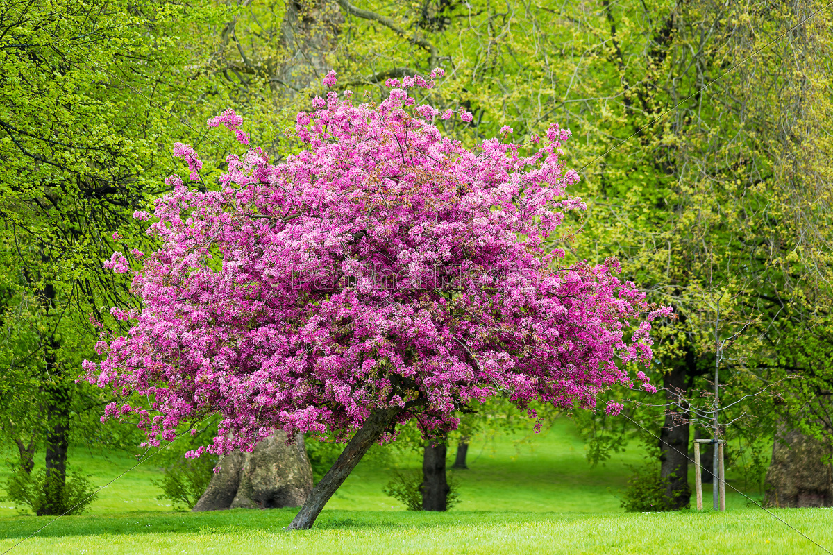 blühender rosa baum Lizenzfreies Bild 10119499