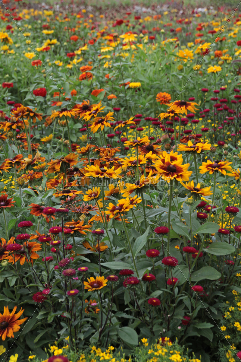 Bunte Blumenwiese Lizenzfreies Bild Bildagentur Panthermedia