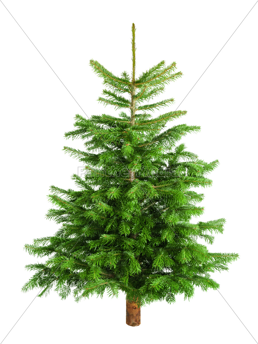 Dichter kleiner Tannenbaum auf Reinweiß Lizenzfreies Bild 10318075