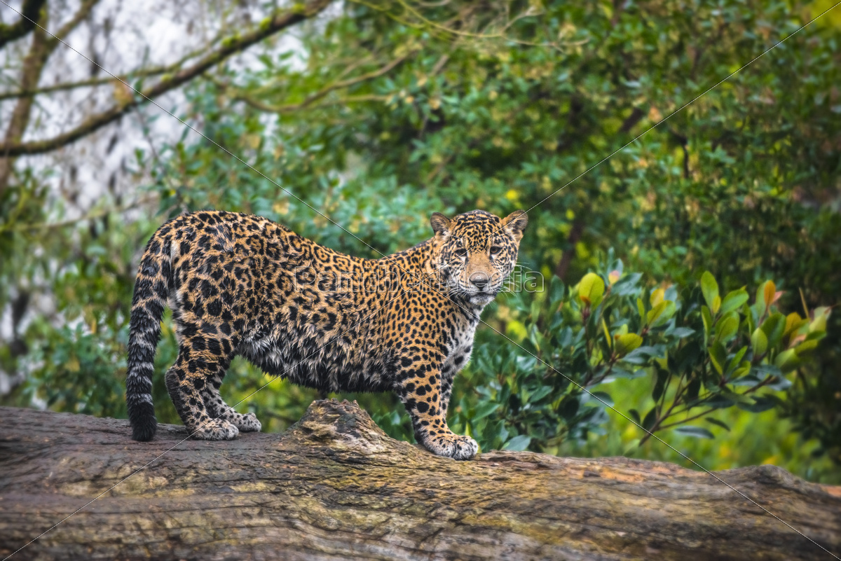 Lebensraum Jaguar