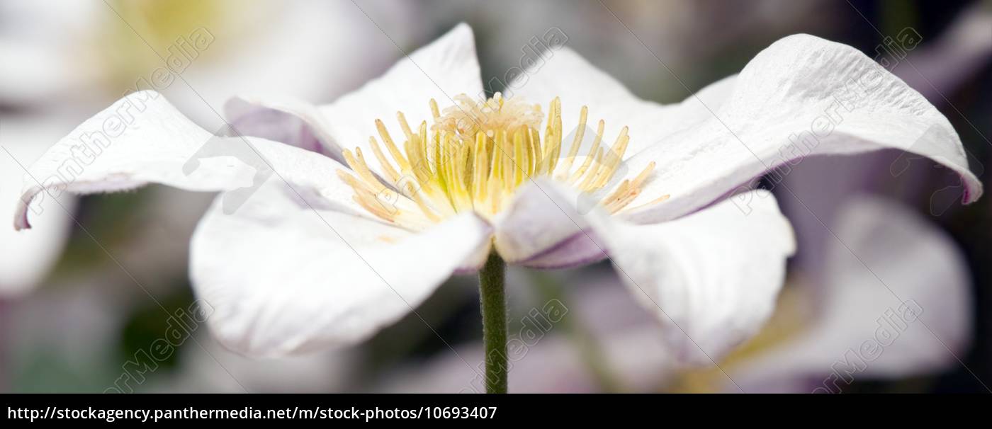 Weisser Clematis Blume Stockfoto 10693407 Bildagentur Panthermedia