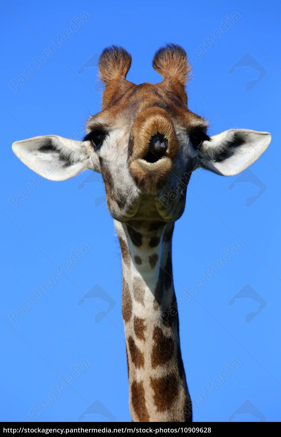 Giraffe Lustiges Gesicht Lizenzfreies Foto Bildagentur Panthermedia