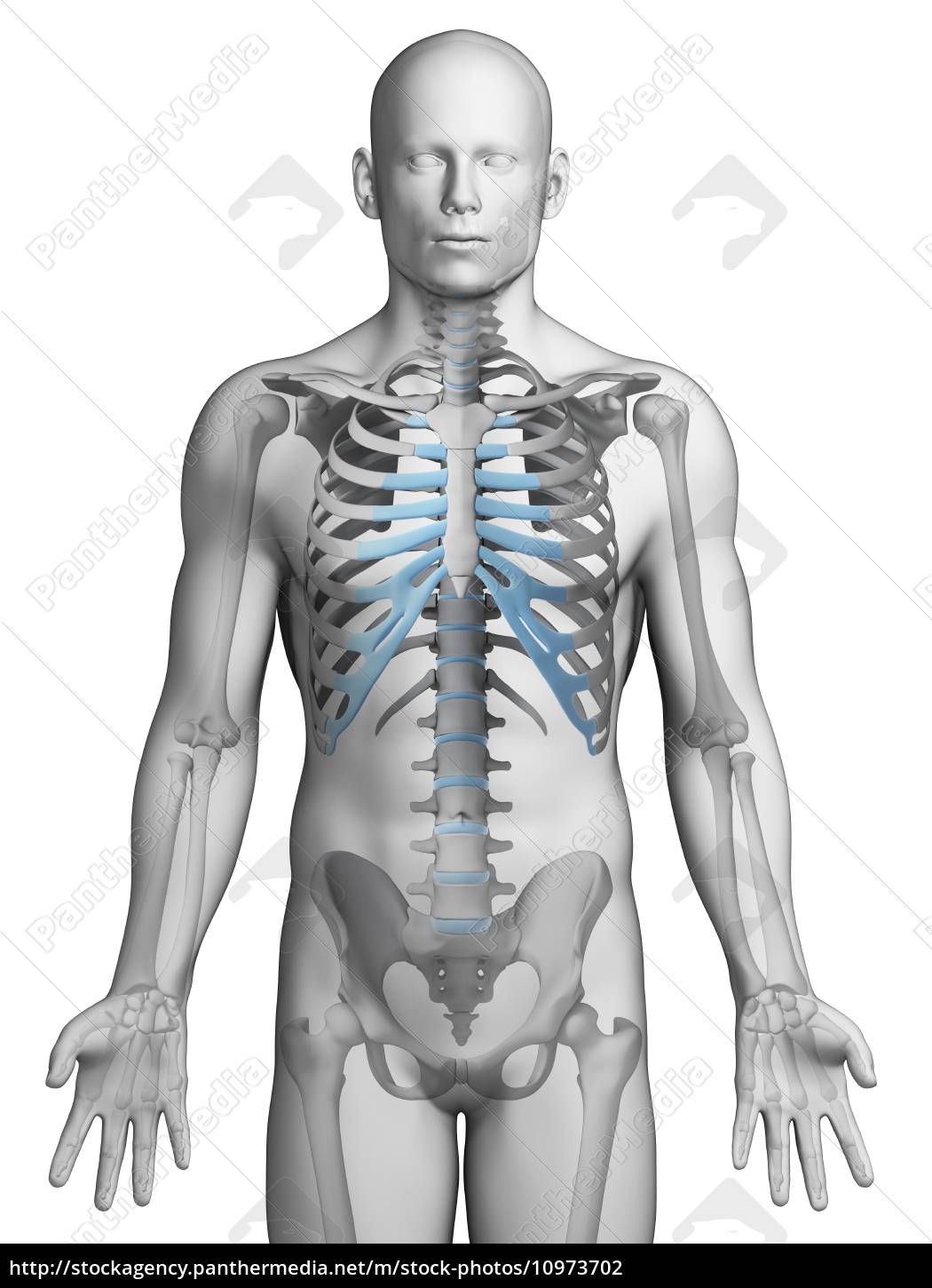 3d Gerenderte Illustration Skelett Thorax Stock Photo Bildagentur Panthermedia