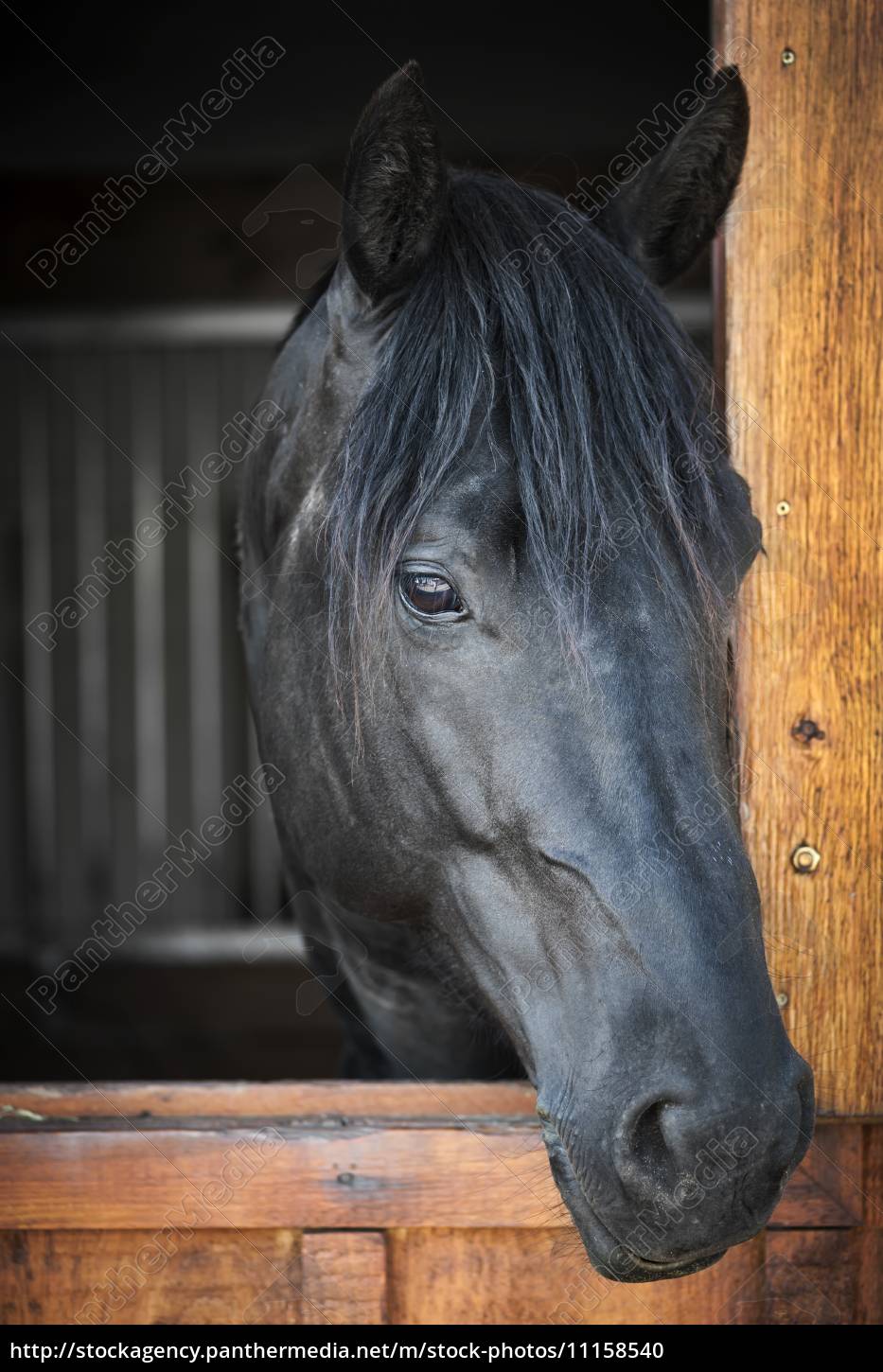 Pferd Im Stall