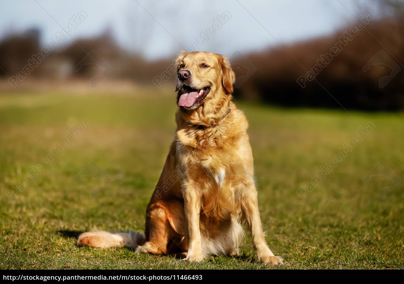rassehund auf wiese Lizenzfreies Bild 11466493 Bildagentur