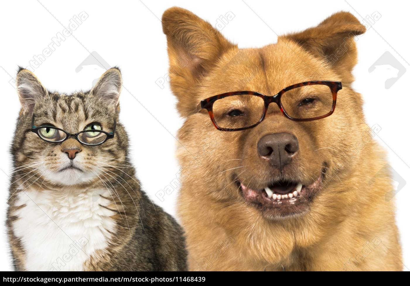 hund und katze trägt eine brille Stockfoto 11468439 Bildagentur