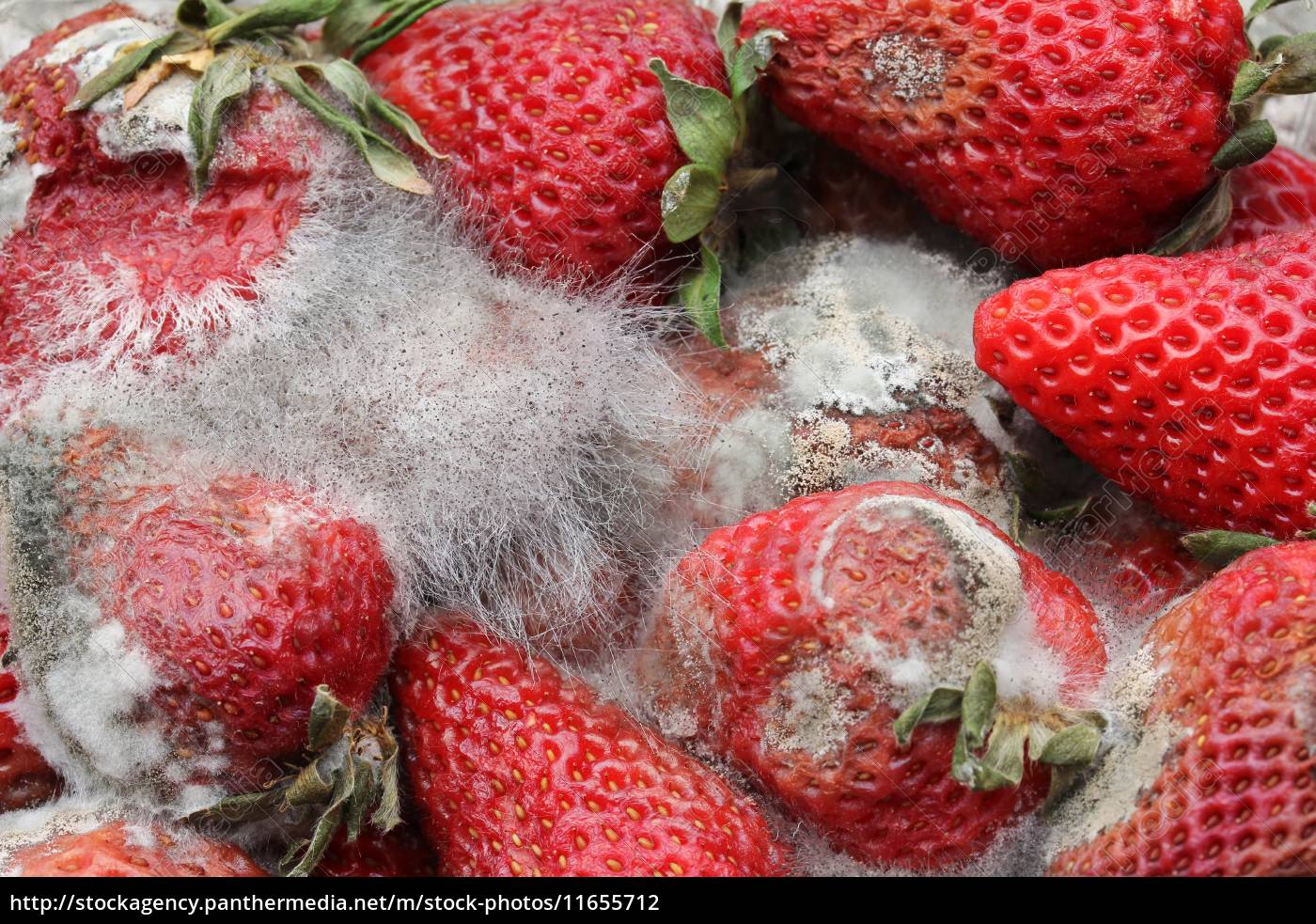 Verfaulte Erdbeeren - Lizenzfreies Foto - #11655712 | Bildagentur ...