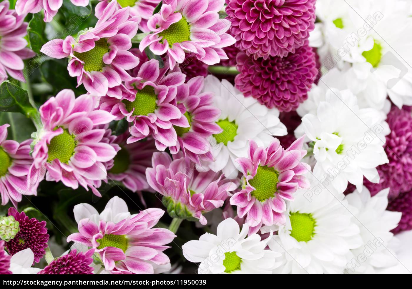 Pinke Und Weisse Blumen Lizenzfreies Bild Bildagentur Panthermedia