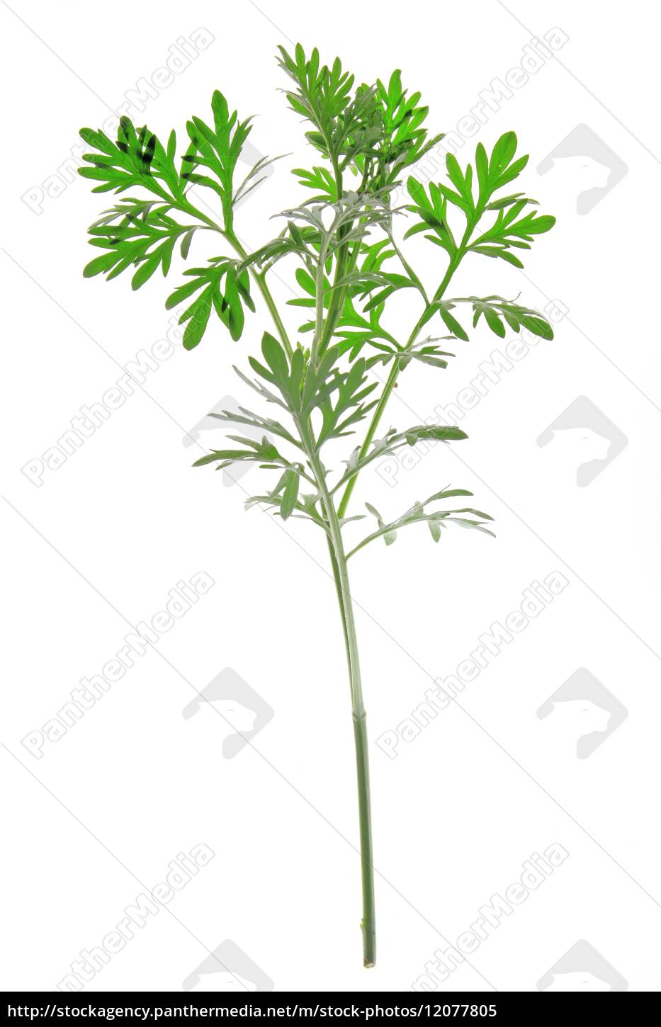Wermut Artemisia absinthium   Stockfoto   20   Bildagentur ...