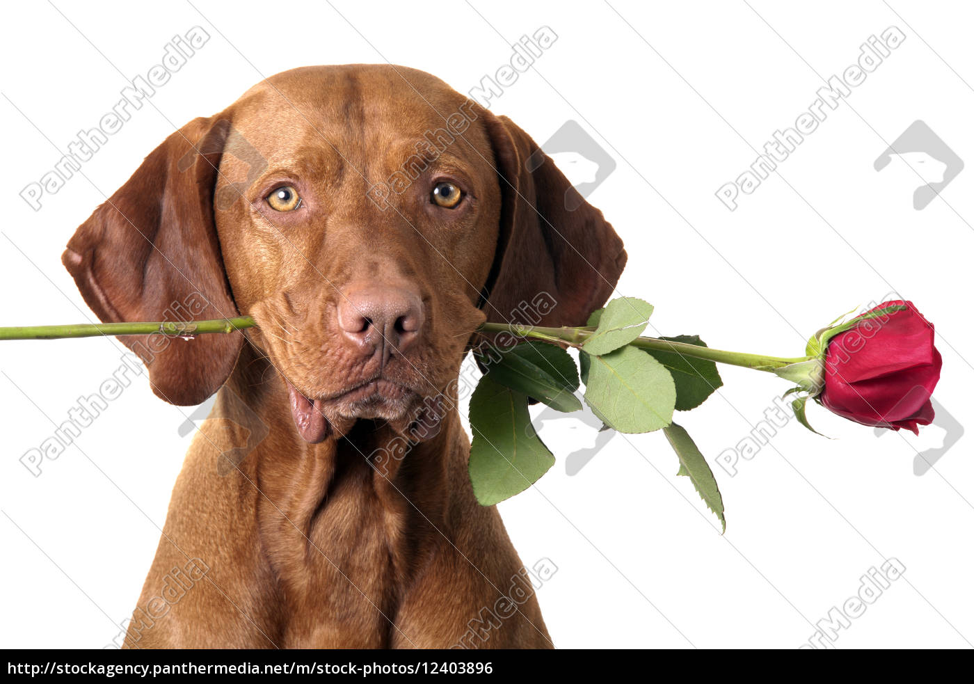 hund mit rose im mund Lizenzfreies Foto 12403896 Bildagentur
