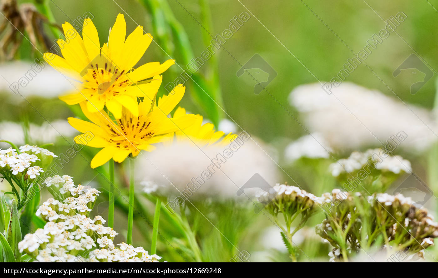 Gelbe Blume In Der Wiese Lizenzfreies Foto Bildagentur Panthermedia