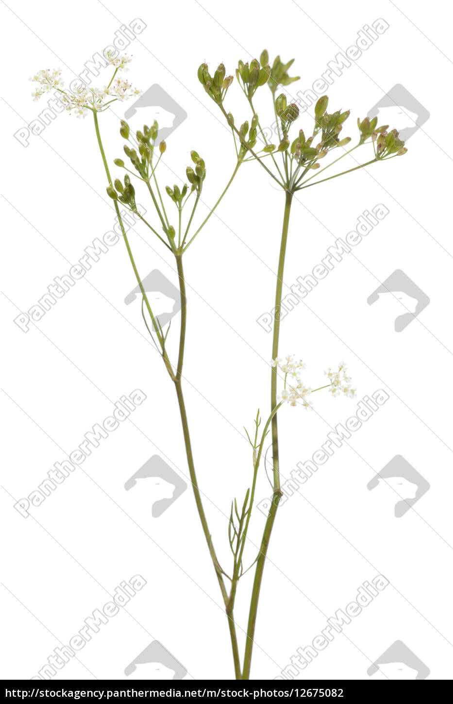 pflanze kümmel - Stock Photo - #12675082 | Bildagentur PantherMedia