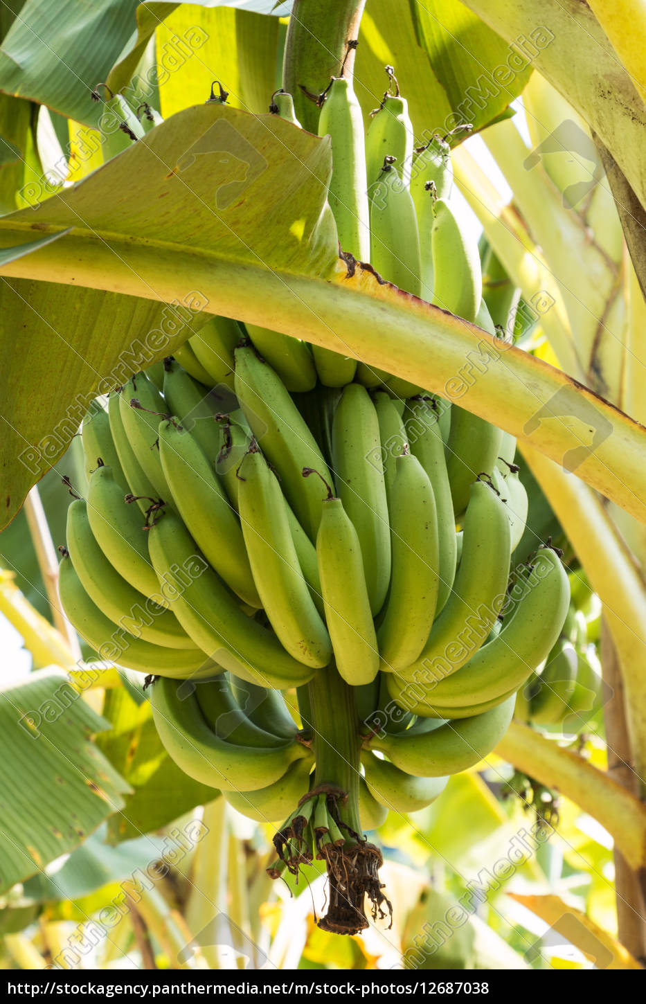 Bananen in der Plantage - Stock Photo - #12687038 | Bildagentur ...