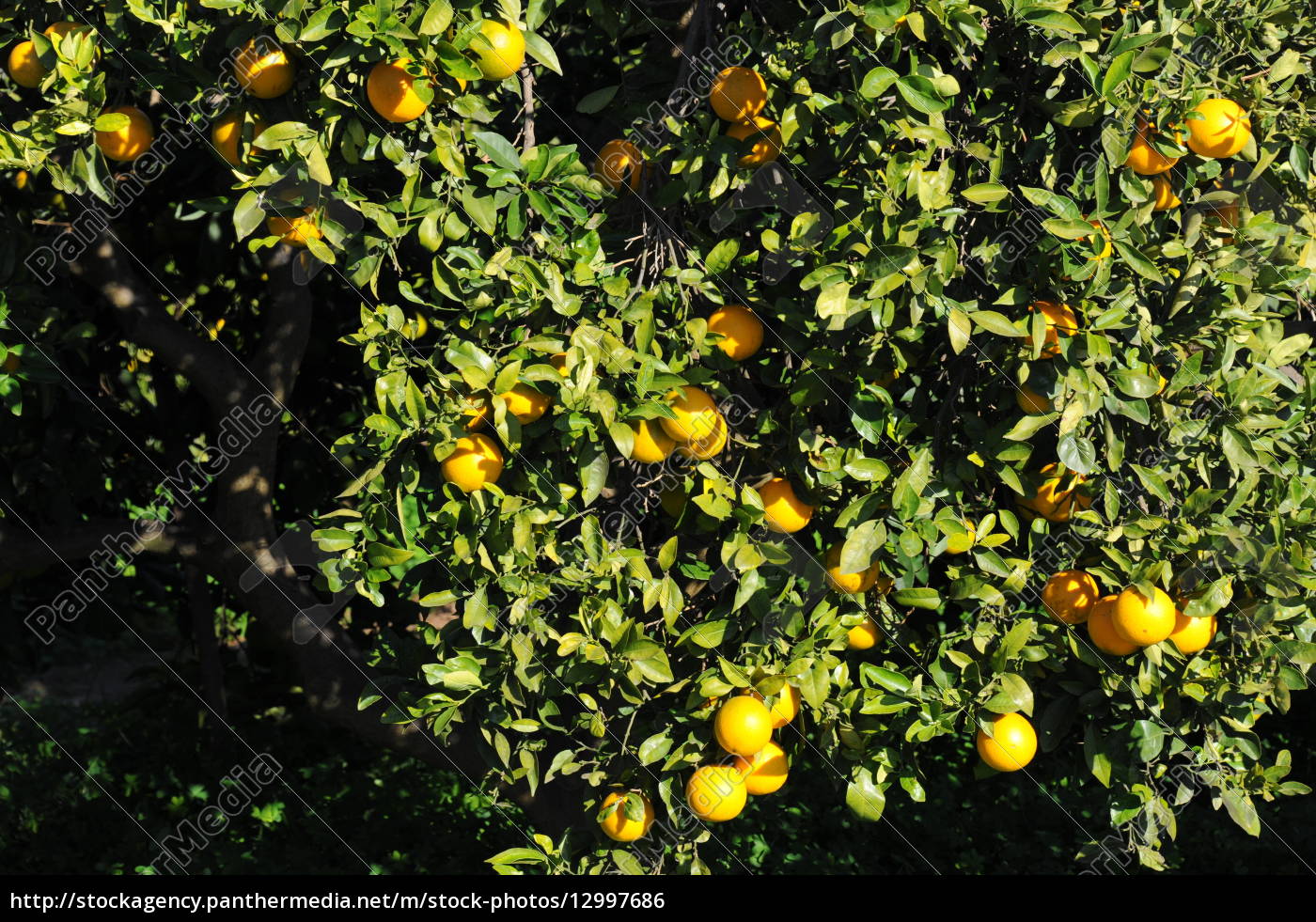 Orangen Am Baum Spanien Stockfoto Bildagentur Panthermedia