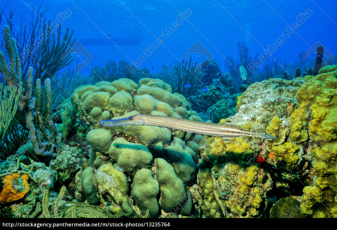 Fisch Fische Trompetenfisch Unter Wasser Ozean Meer Lizenzfreies Foto Bildagentur Panthermedia