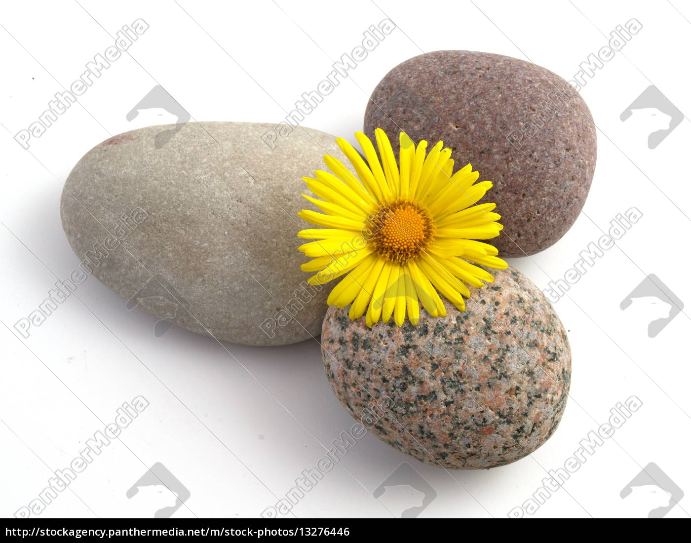 Stein Steine Kieselstein Meditation Blume Blumen Gelb Stockfoto Bildagentur Panthermedia