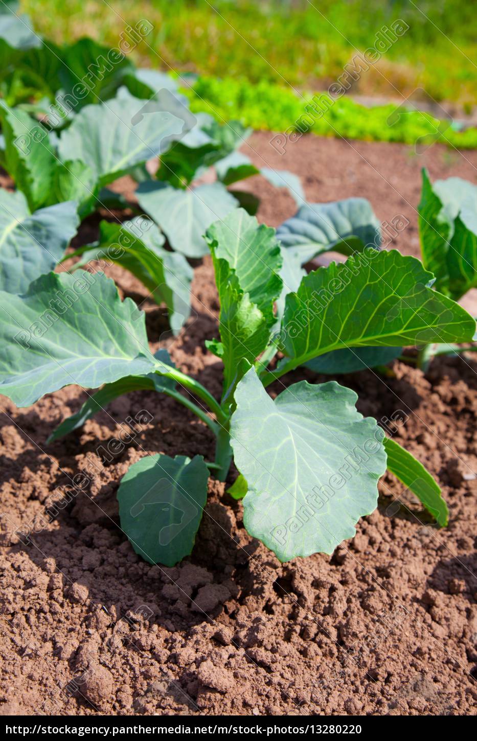 Kohl im Gemüsegarten Lizenzfreies Foto 13280220 Bildagentur
