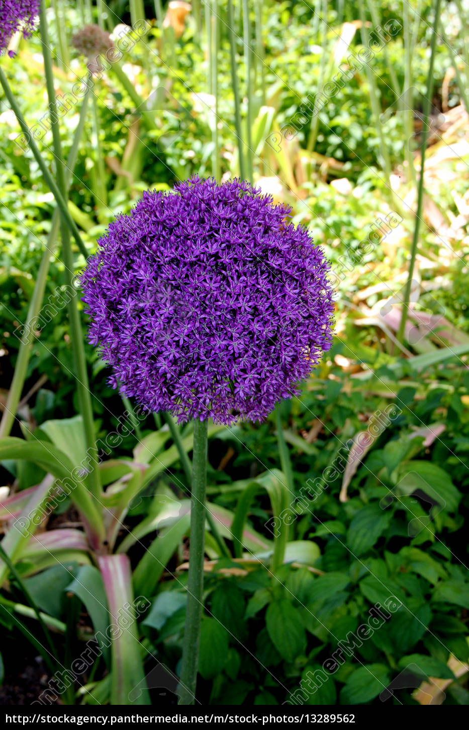 zierlauch zierlauchbluete lila garten bluete blueten