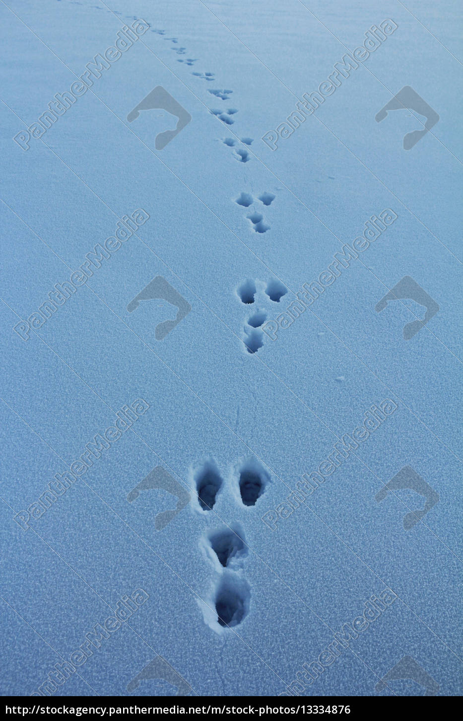 Hasenspuren Im Schnee Lizenzfreies Foto 13334876 Bildagentur Panthermedia