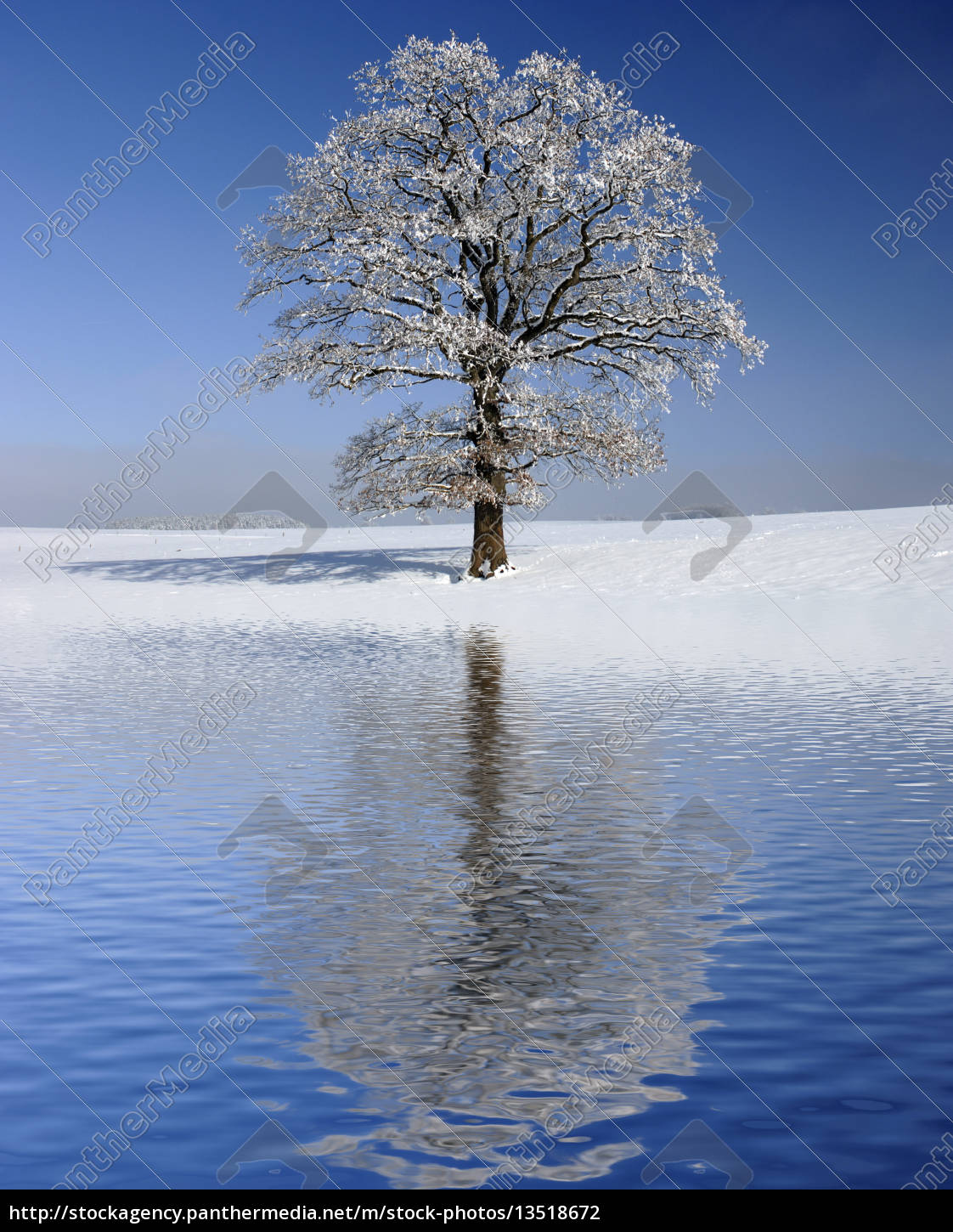 Baum Im Winter Als Einzelbaum Mit Spiegelung Im Wasser Lizenzfreies Foto Bildagentur Panthermedia