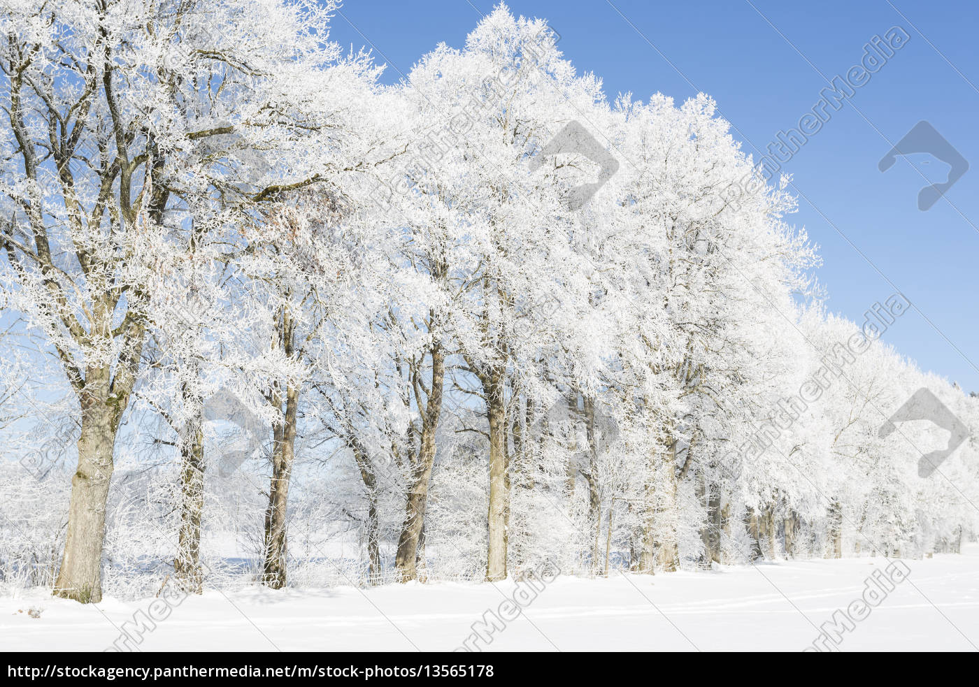 Baume Mit Raureif Und Nebel Stockfoto Bildagentur Panthermedia