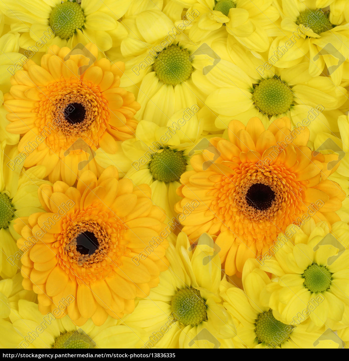 Gelbe Blumen Chrysanthemen Hintergrund Fr 252 hling oder Lizenzfreies 