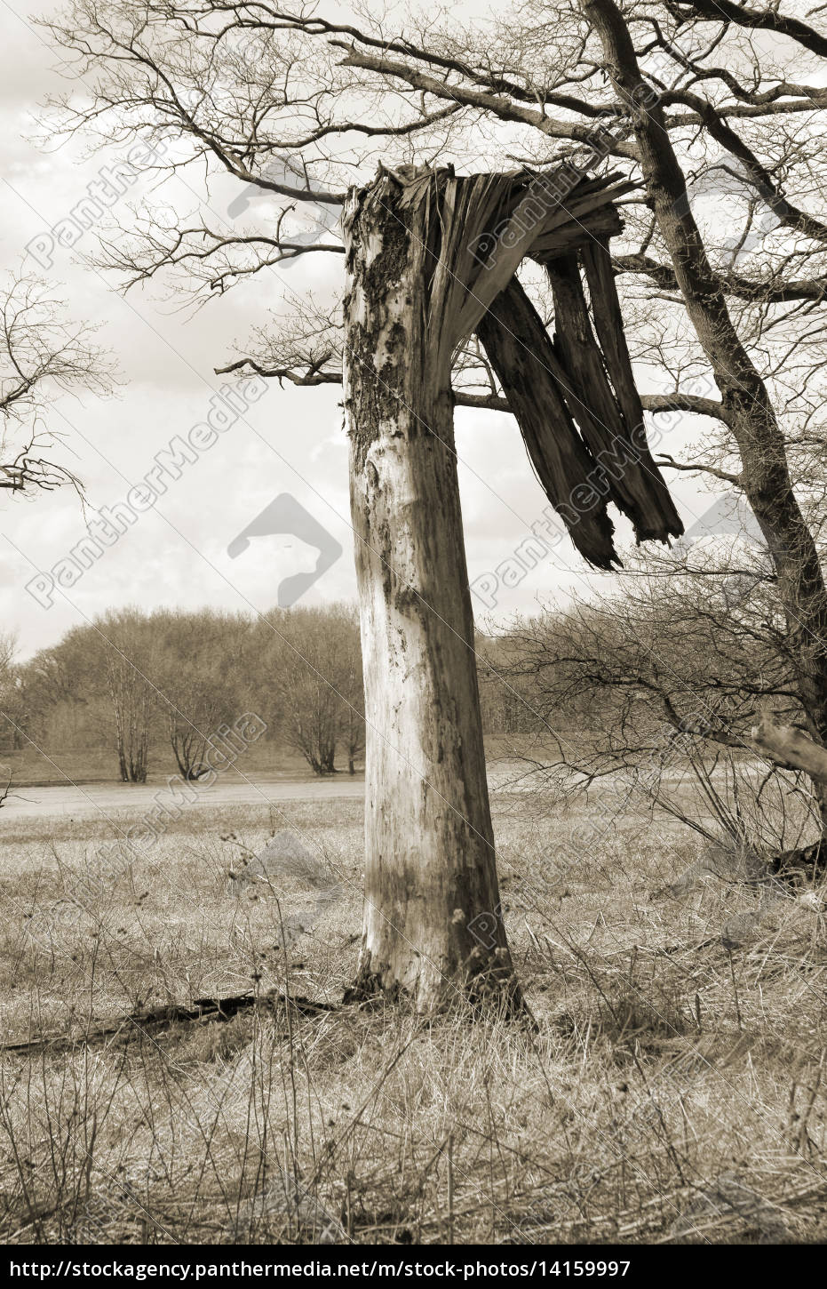 Baum Im Sommer Verpflanzen