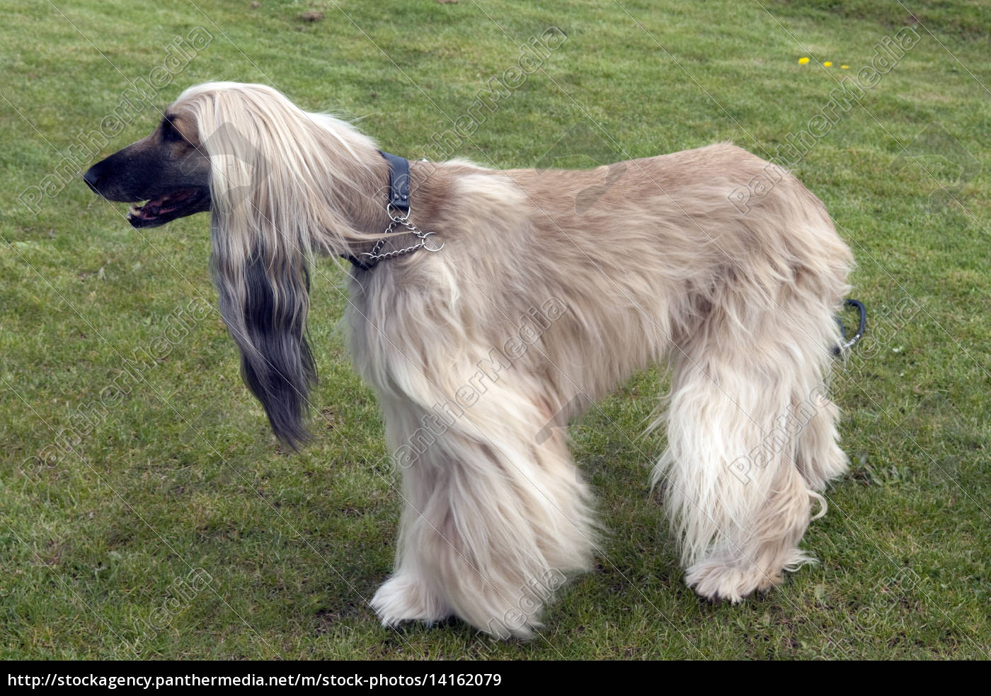 Afghane Afghanischer Windhund Hund Stockfoto 14162079