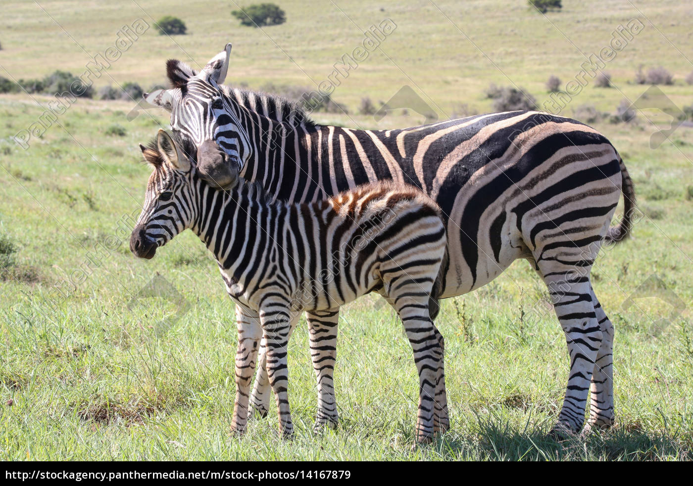 Baby Zebra Und Mama Lizenzfreies Bild 14167879 Bildagentur Panthermedia