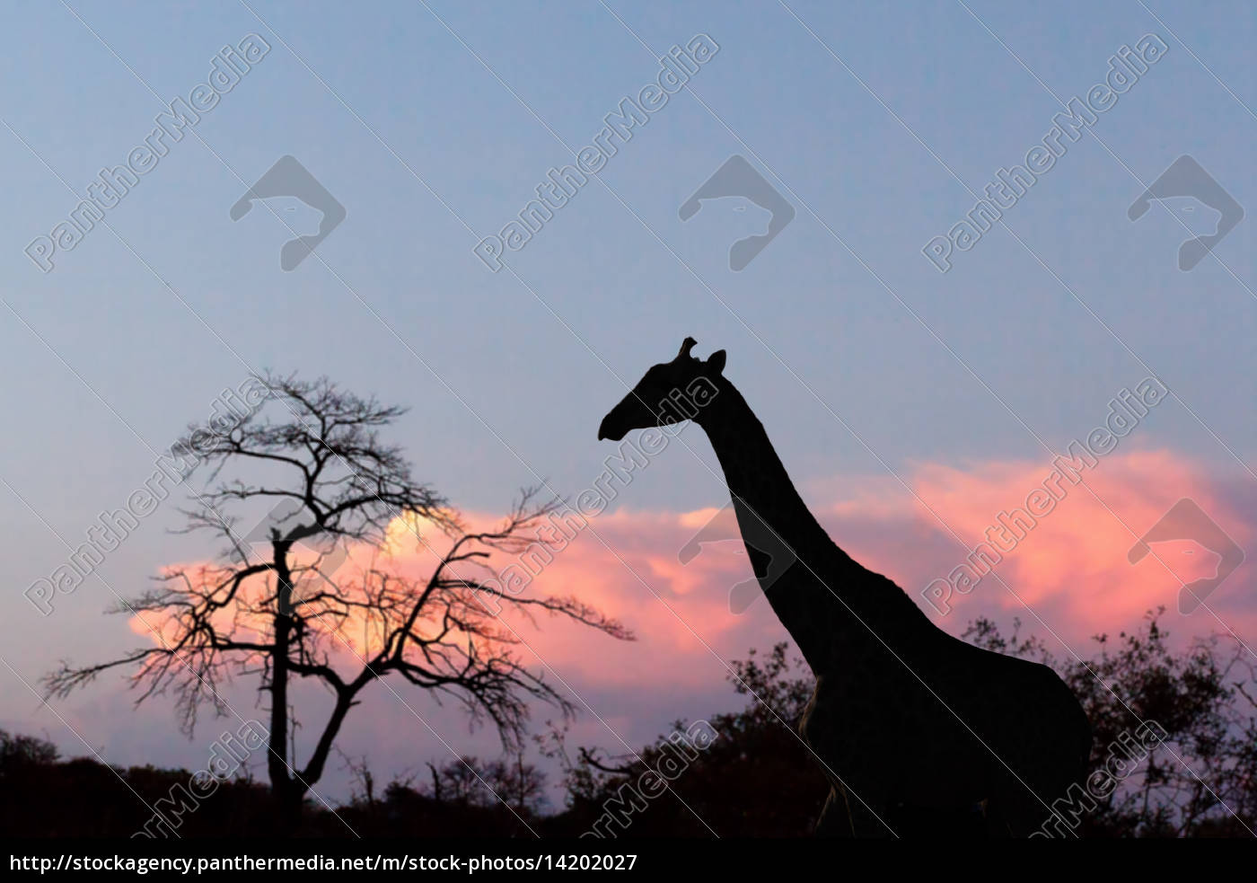 Sonnenuntergang Und Giraffe In Silhouette In Afrika Stockfoto 1427 Bildagentur Panthermedia