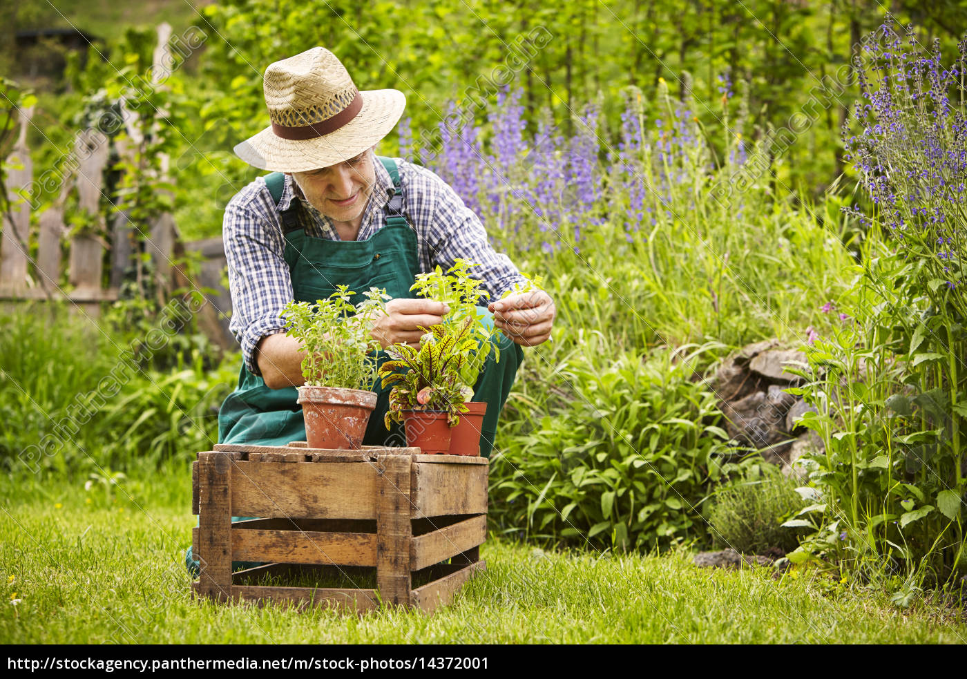 Mann Krauter Pflanzen Garten Stockfoto 14372001 Bildagentur