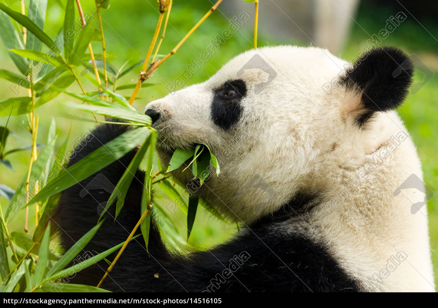 Panda Bar Essen Bambus Lizenzfreies Bild 14516105 Bildagentur Panthermedia