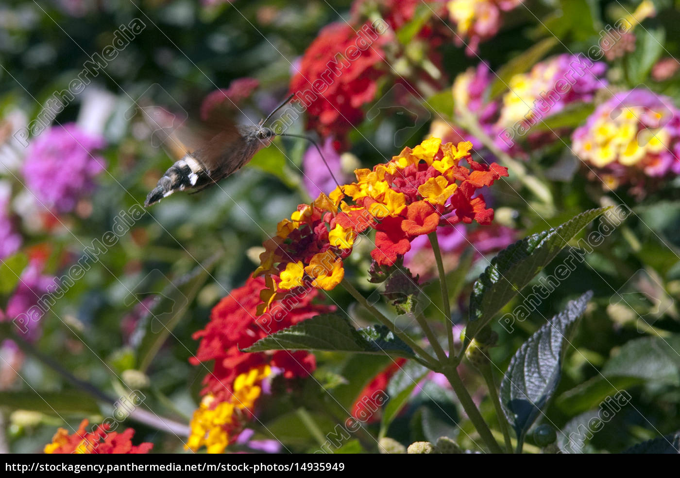 Wandelroeschen Lantana Camara Wandelrosen Lizenzfreies Bild Bildagentur Panthermedia