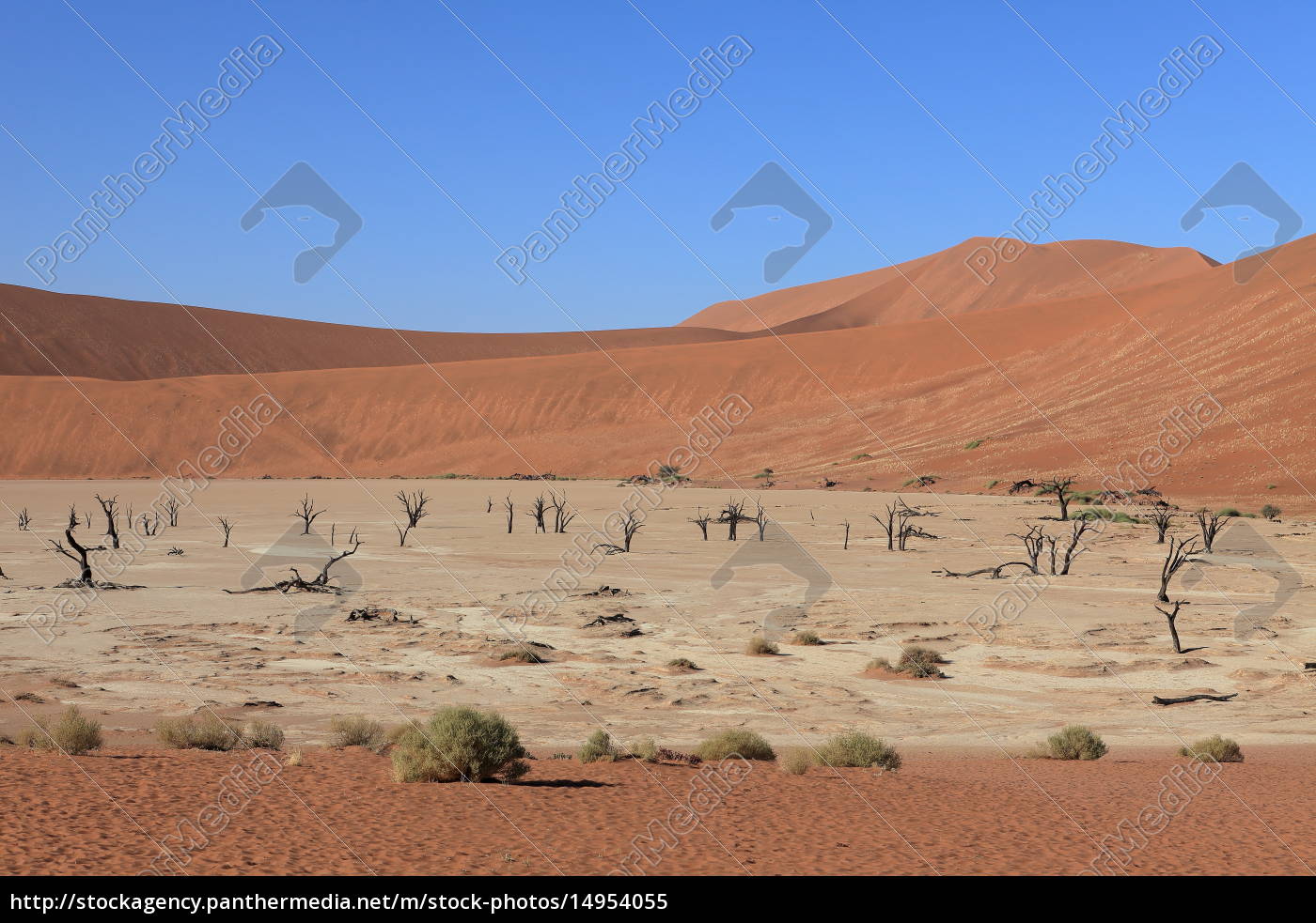 Die Wuste Namib Mit Dem Deadvlei Und Dem Sossusvlei Stockfoto Bildagentur Panthermedia