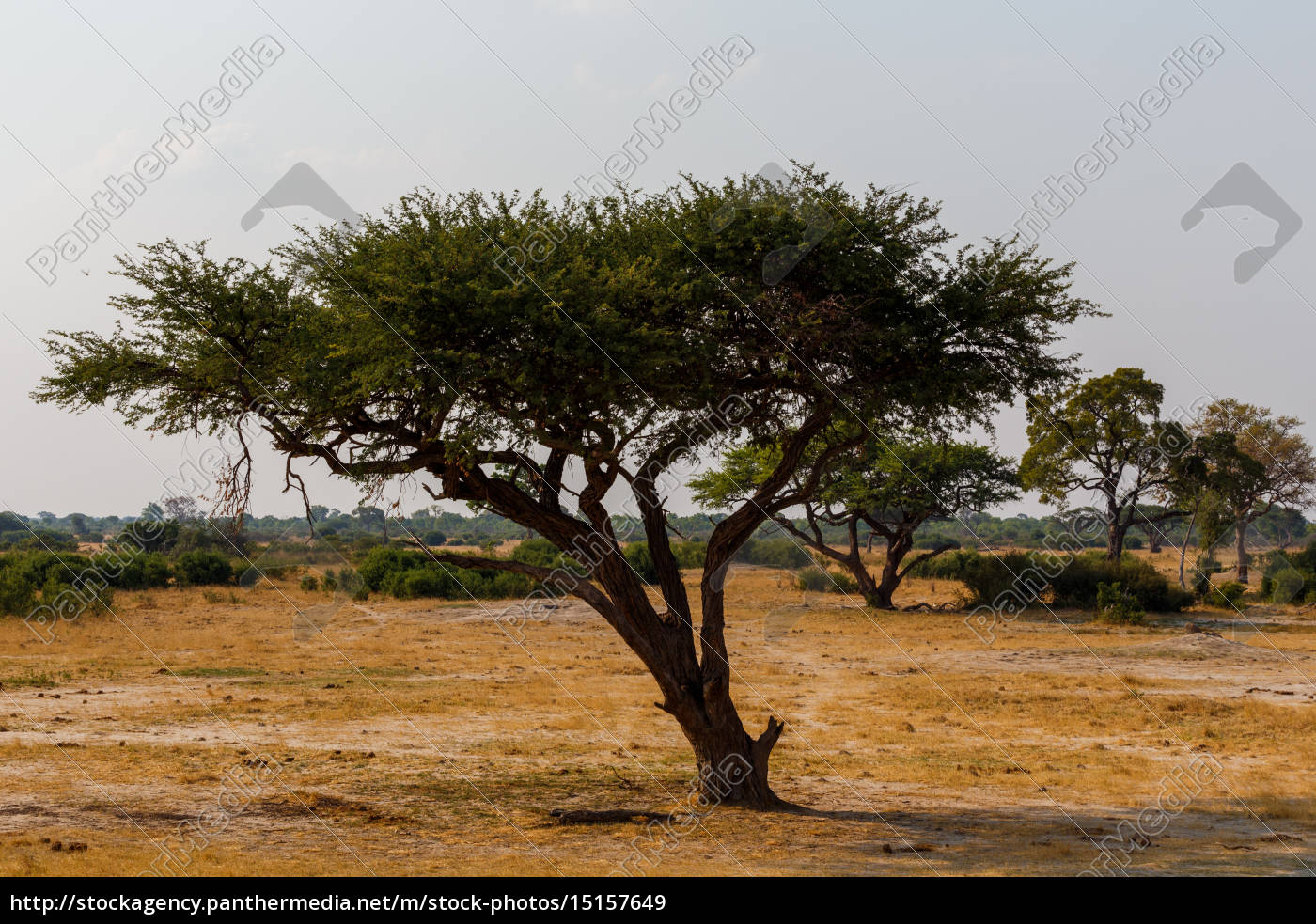 Grosser Akazienbaum In Der Offenen Savanne Afrika Lizenzfreies Bild Bildagentur Panthermedia