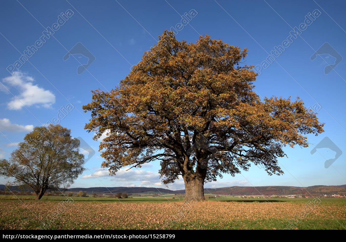 Alte Eiche Im Goldenen Herbst Lizenzfreies Bild Bildagentur Panthermedia