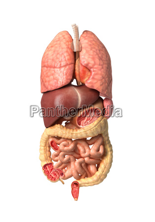 Menschliche Mannliche Anatomie Innere Organe Allein Lizenzfreies Bild Bildagentur Panthermedia