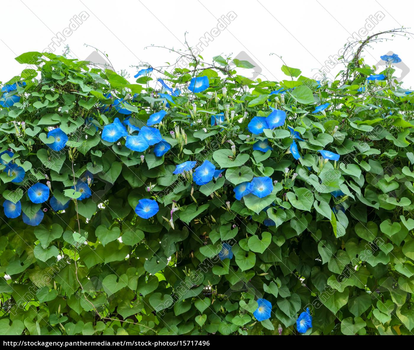 Blue Morning Ruhm Blumenpflanze   Lizenzfreies Foto   12 ...
