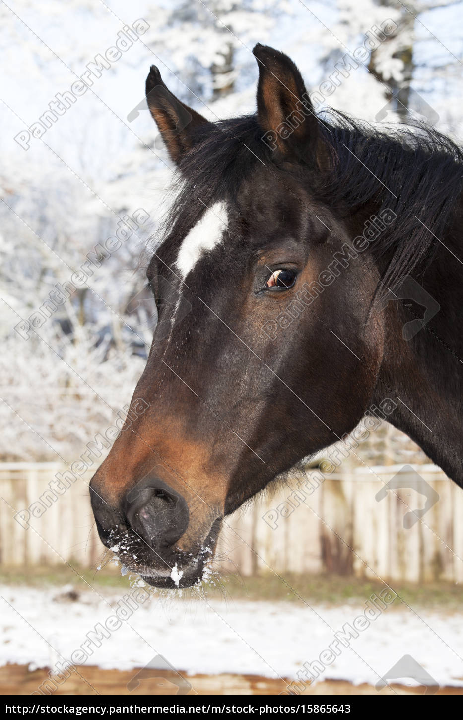 Pferdekopf foto