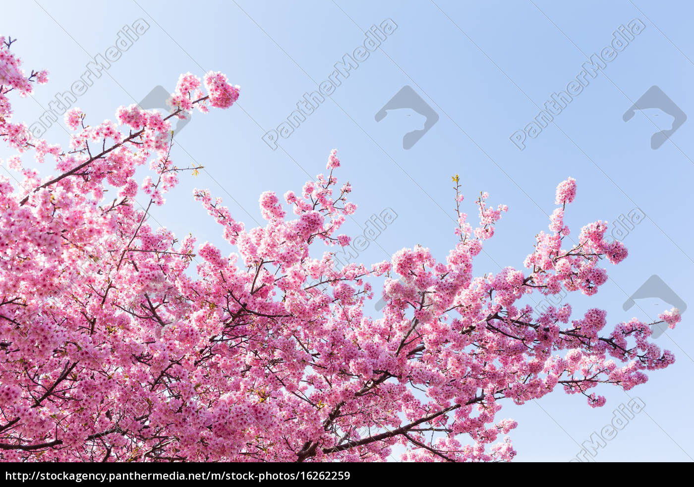 29 04 2018 Bluten Im Sakura Baum Stockfoto Bild 182577202