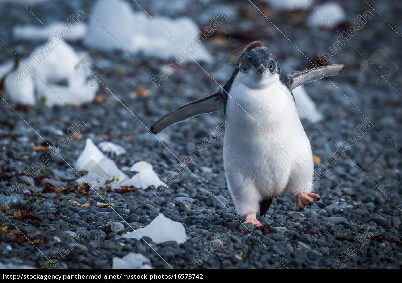 Lustige Adelie Pinguin Kuken Auf Steine Stock Photo Bildagentur Panthermedia