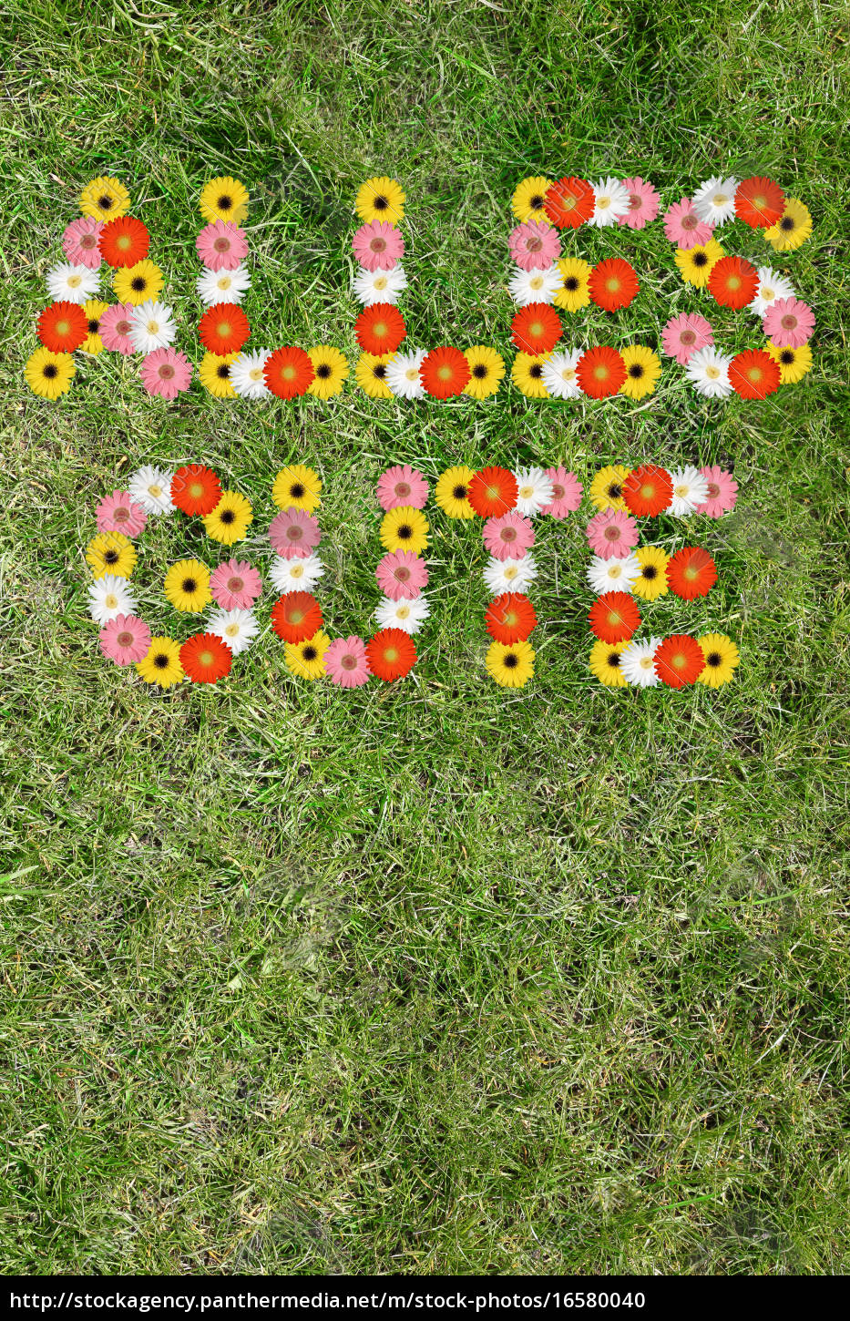 Alles Gute Karte Wunschen Geburtstag Aus Blumen Blume Lizenzfreies Foto Bildagentur Panthermedia