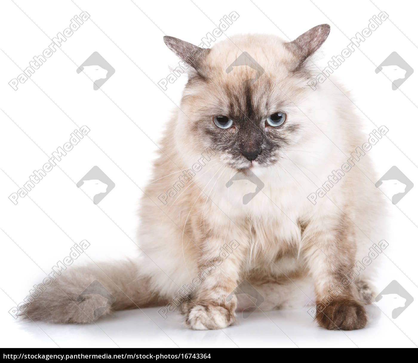Lizenzfreies Foto 16743364 Graue Katze Mit Blauen Augen Auf Einem Weißen Hintergrund