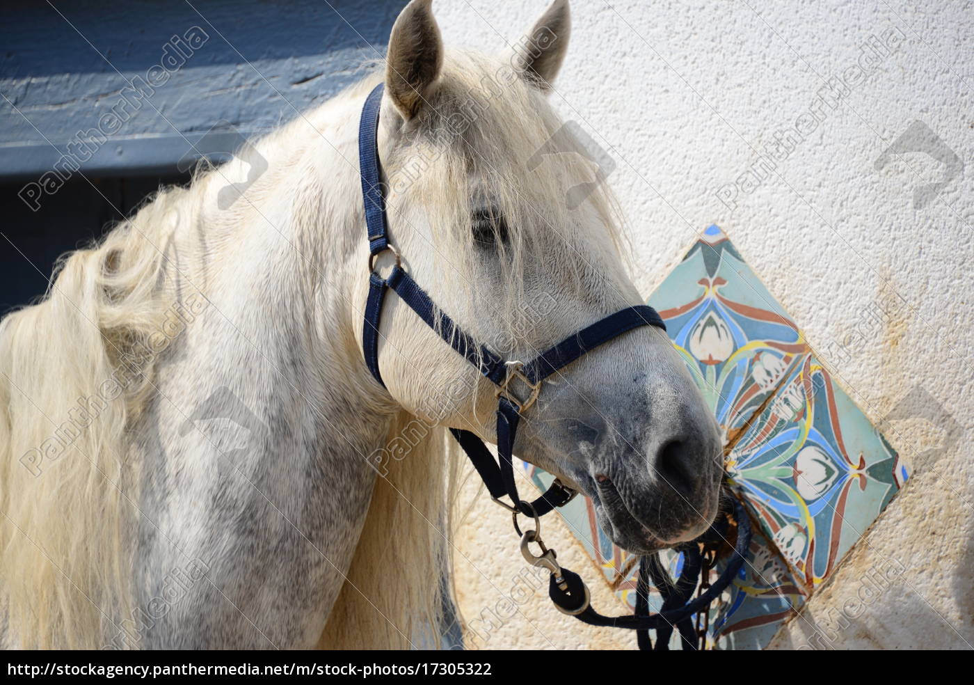 Pferd Koppel Pferde Saugetier Spanien Sommer Stock Photo 17305322 Bildagentur Panthermedia