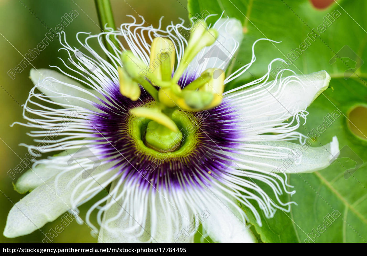 Exotische Schone Blume Stockfoto Bildagentur Panthermedia