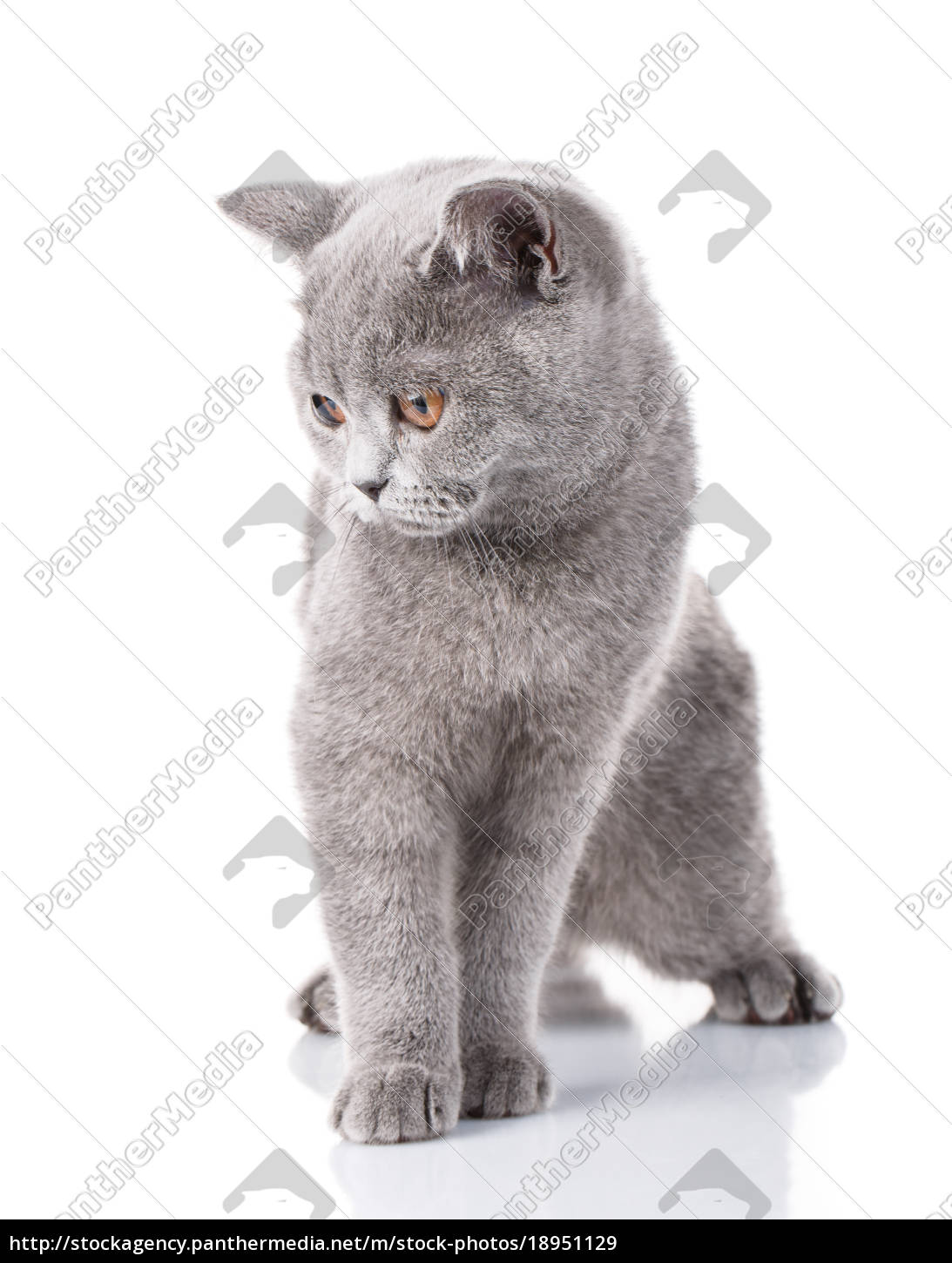 Stockfoto 18951129 Grau Scottish Fold Katze Sitzt Auf Weiß Konzept Der Gnade