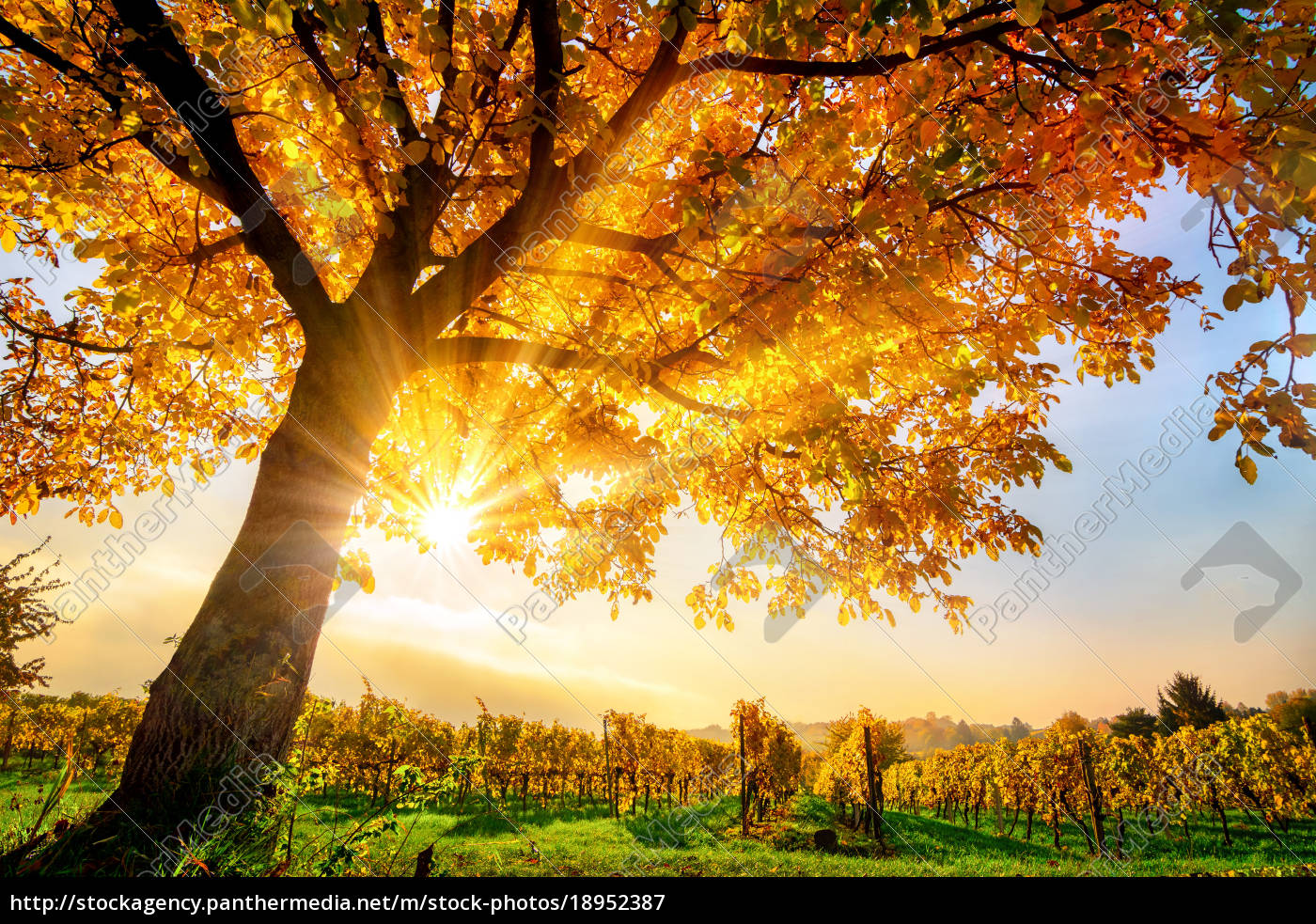 Schöner Baum auf Weingarten im Herbst mit Sonne und